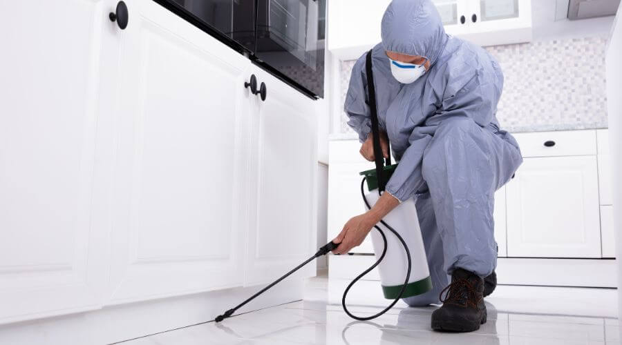 Professional pest control services in Liberty Lake
